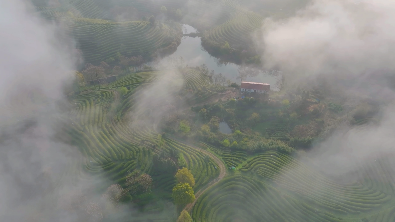 青山云霧繞 茶農采茶忙