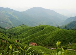 徑山茶入選“中國地理標(biāo)志農(nóng)產(chǎn)品品牌聲譽茶葉類十強”